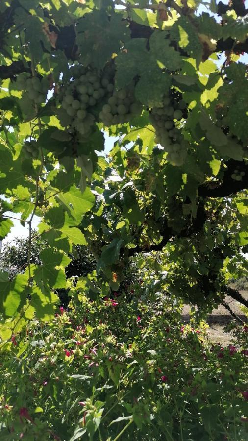 Morin Grey Casa En El Corazon De La Ribeira Sacra Villa Монфорте де Лемос Екстериор снимка